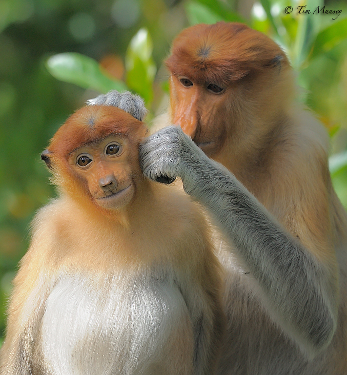 Grooming session_2